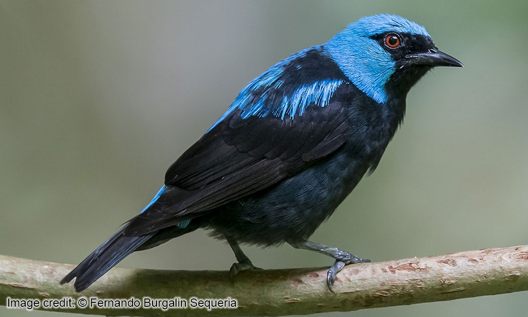 Scarlet-thighed Dacnis